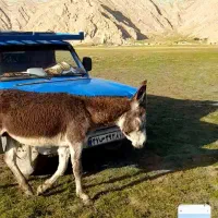 خر نر مادیون رو خوش رنگ متن را بخوانید بعد زنگ بزن|حیوانات مزرعه|لردگان, |دیوار