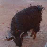 گوسفند فروشی