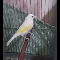 سهره یکساله