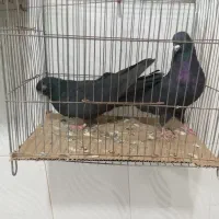 کبوتر به شرط بزن|پرنده|بستان آباد, |دیوار