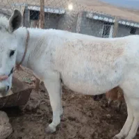 الاغ|حیوانات مزرعه|جزمان, |دیوار