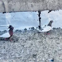 سینه ای ،سینه سفید
