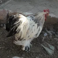 مرغ وخروس کوشین|حیوانات مزرعه|هشتگرد, شهرک گلخانه|دیوار