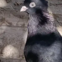 فروش زاغ|پرنده|جیرفت, |دیوار