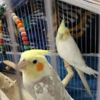 پرنده عروس هلندی با 3 جوجه