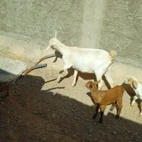 فروش بز سانن