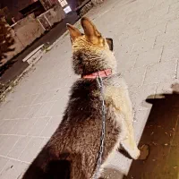 ژرمن شپرد|سگ|سقز, |دیوار