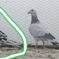 کاغذی زاغ|پرنده|تربت‌حیدریه, مظفریه|دیوار