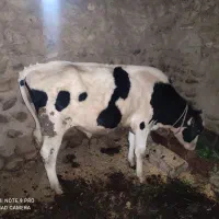 گوساله نر