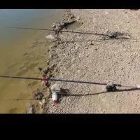 لنسر ماهیگیری