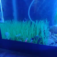 آکواریوم|ماهی|سنقر, |دیوار