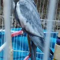 عروس هلندی طوسی