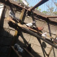 کبوتر های پرشی|پرنده|آستانه اشرفیه, |دیوار