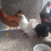 مرغ تخم گذار و خروس ابریشمی