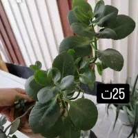 حراج گل خانگی|گل و گیاه طبیعی|شاهین‌شهر, شهرک ردانی پور|دیوار