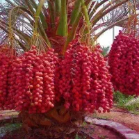 خرما اجاره ای