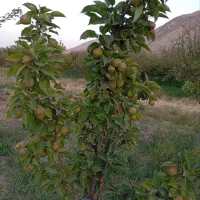 مشاوره رایگان جهت رونق کشاورزی