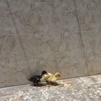 دو عدد جوجه اردک