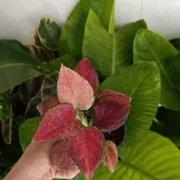 خانهِ گُل