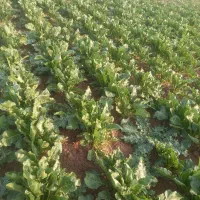 بذر چغندر ایرانی