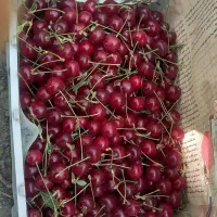 آلبالو فرنگی ترک اورگانیک رسیده ودرشت