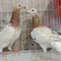 یک جفت کبوتر نرماده سار کله هما