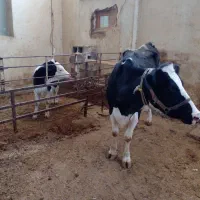 گاوهلشتاین و گوساله سیمینتال