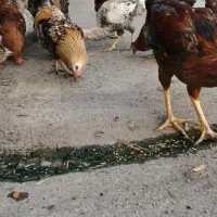 خروس و‌ مرغ جوان محلی|حیوانات مزرعه|سنگدوین, |دیوار