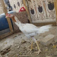 خروس جوان جاوه ولاری