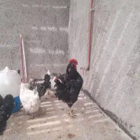 مرغ‌و‌خروس گلین اصیل