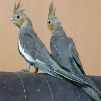 عروس هلندی|پرنده|تهران, مسعودیه|دیوار