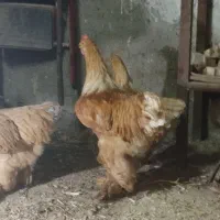 خروس برهما اصلی