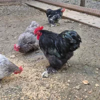 مرغ و جوجه و خروس نژاد کوشین|حیوانات مزرعه|گرگان, |دیوار