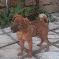 فروش سگ بازیگوش واکسن خورده شناسنامه دار|سگ|مرودشت, فاز اول شهرک فرهنگیان|دیوار