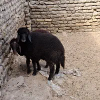 بره ماده افشاری جنس قلم دار شیرمست