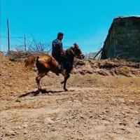 اسب نریان ۷ساله