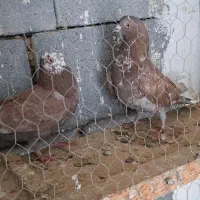 کفتر پرشی کاشونی