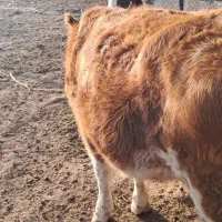 گاو و گوساله|حیوانات مزرعه|سوسنگرد, |دیوار