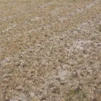 زمین به متراژ حدودا 250 متری 5 میلیون