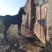 مادیون|اسب و تجهیزات اسب‌سواری|دشتابی, |دیوار