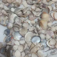 لوازم آکواریوم گوش ماهی صدف سنگ مرجان|ماهی|مشهد, جاهد شهر|دیوار