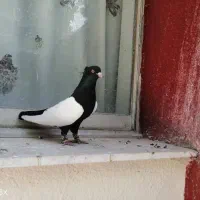 جفت جوجه سینه سیاه کفتر رنگی کبوتر نقش