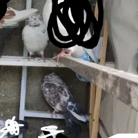 دو جفت کبوتر دهن جور