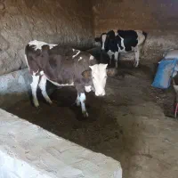 گاو‌کوساله‌دارماده‌۲۳۰‌میشه