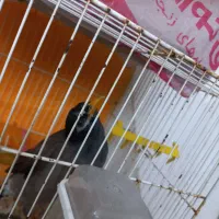 مینا.عروس|پرنده|گلبهار, شهر جدید گلبهار|دیوار
