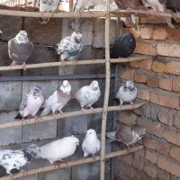 تعداد ۶۰ طوق کبوتر یه جایی