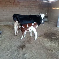 گاو و گوساله داشتی