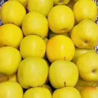 سیب زرد و سبز درجه یک دستچین کنید