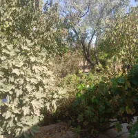 ملک-فروشی