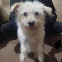 فروش سگ کاملا خانگی حرف گوش کن و بازیگوش